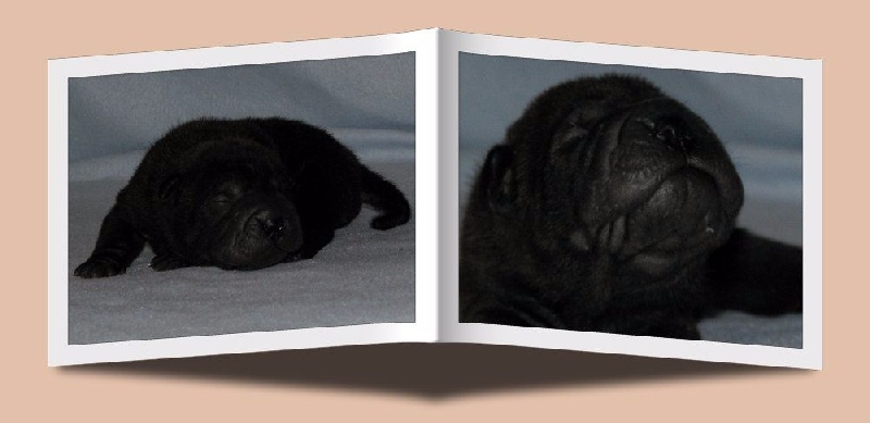 de la Dynastie Han - Chiots disponibles - Shar Pei