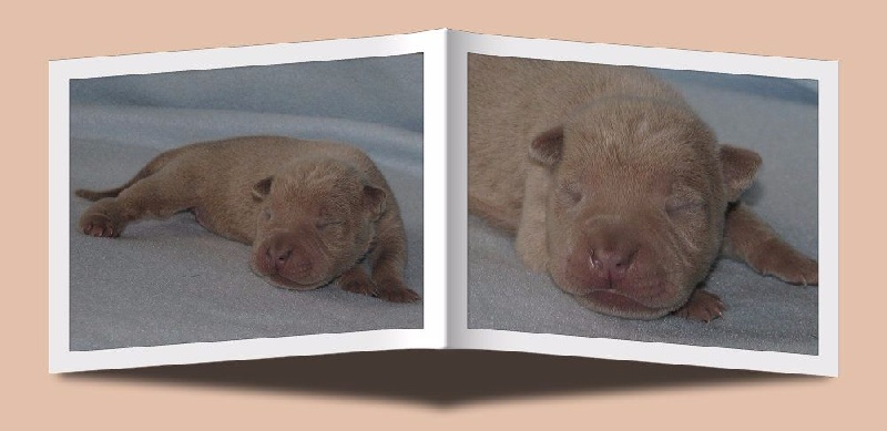 de la Dynastie Han - Chiots disponibles - Shar Pei