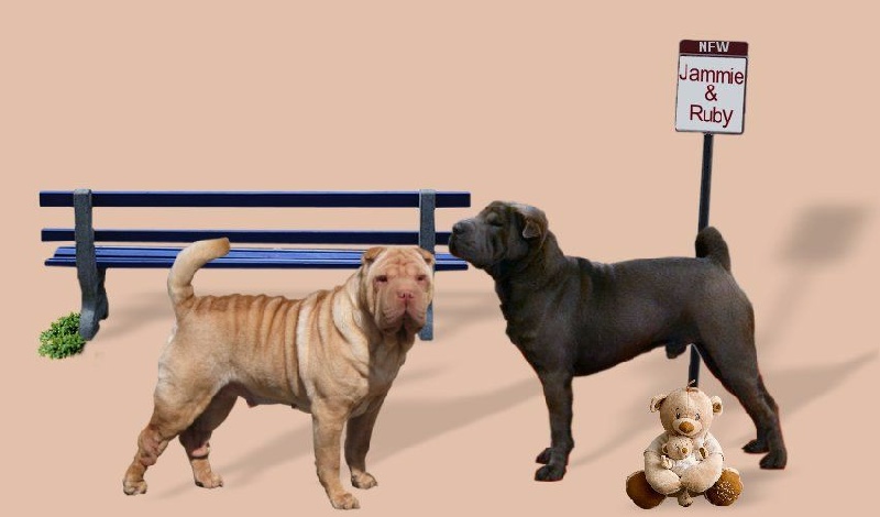 Chiot Shar Pei de la Dynastie Han