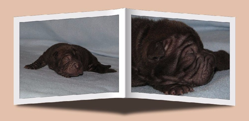 de la Dynastie Han - Chiots disponibles - Shar Pei